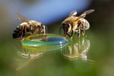 La cité de l'abeille