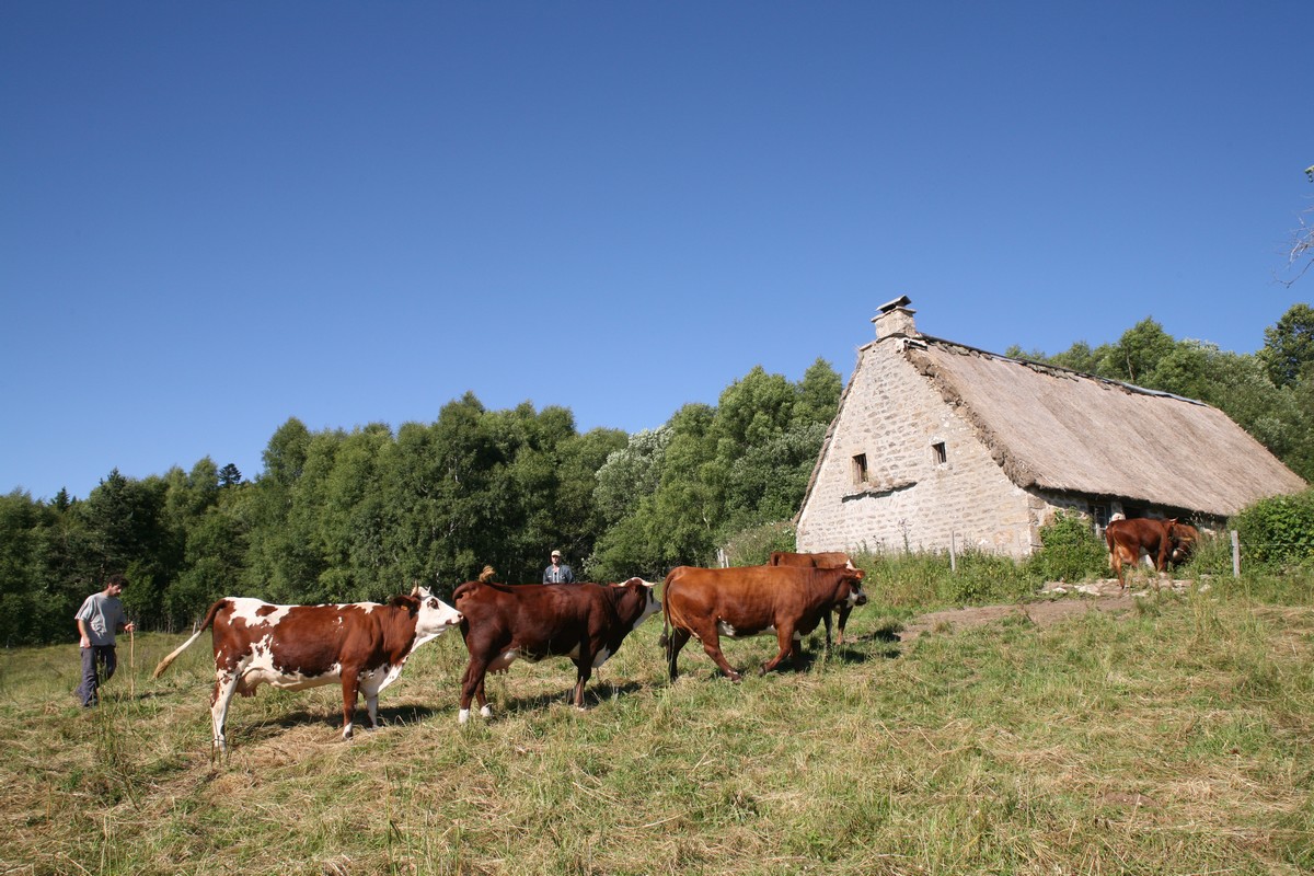 Vaches et jasserie d'estive