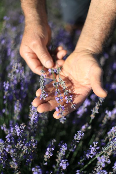 Lavande cultivée et distillée en Auvergne