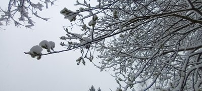 L'arbre et l'hiver_Sallèdes