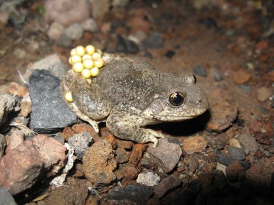 Petits monstres au clair de lune_Sallèdes