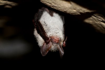 Petits monstres au clair de lune_Sallèdes
