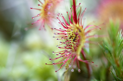 Drosera