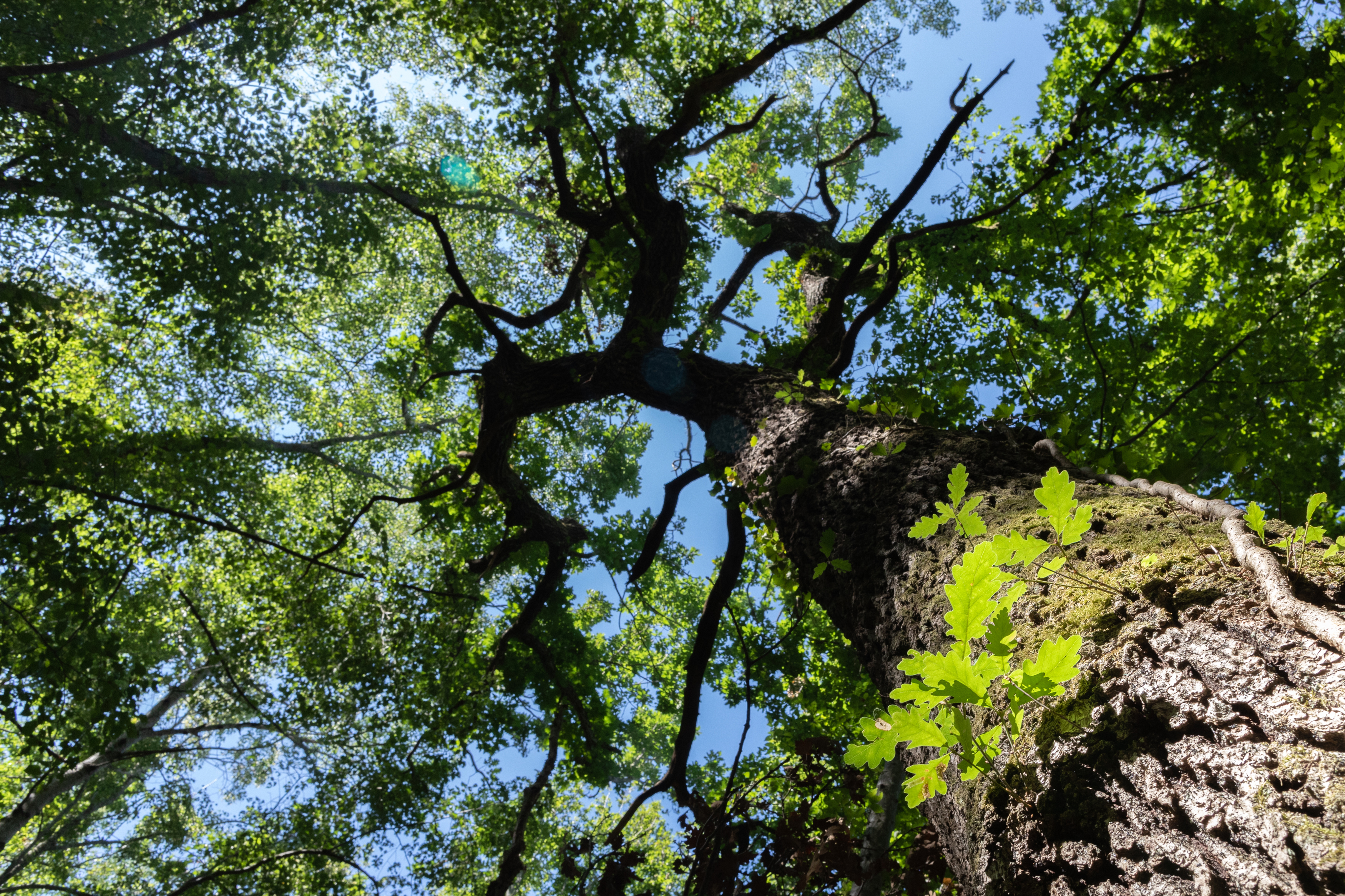 Arbres remarquables de la Comté