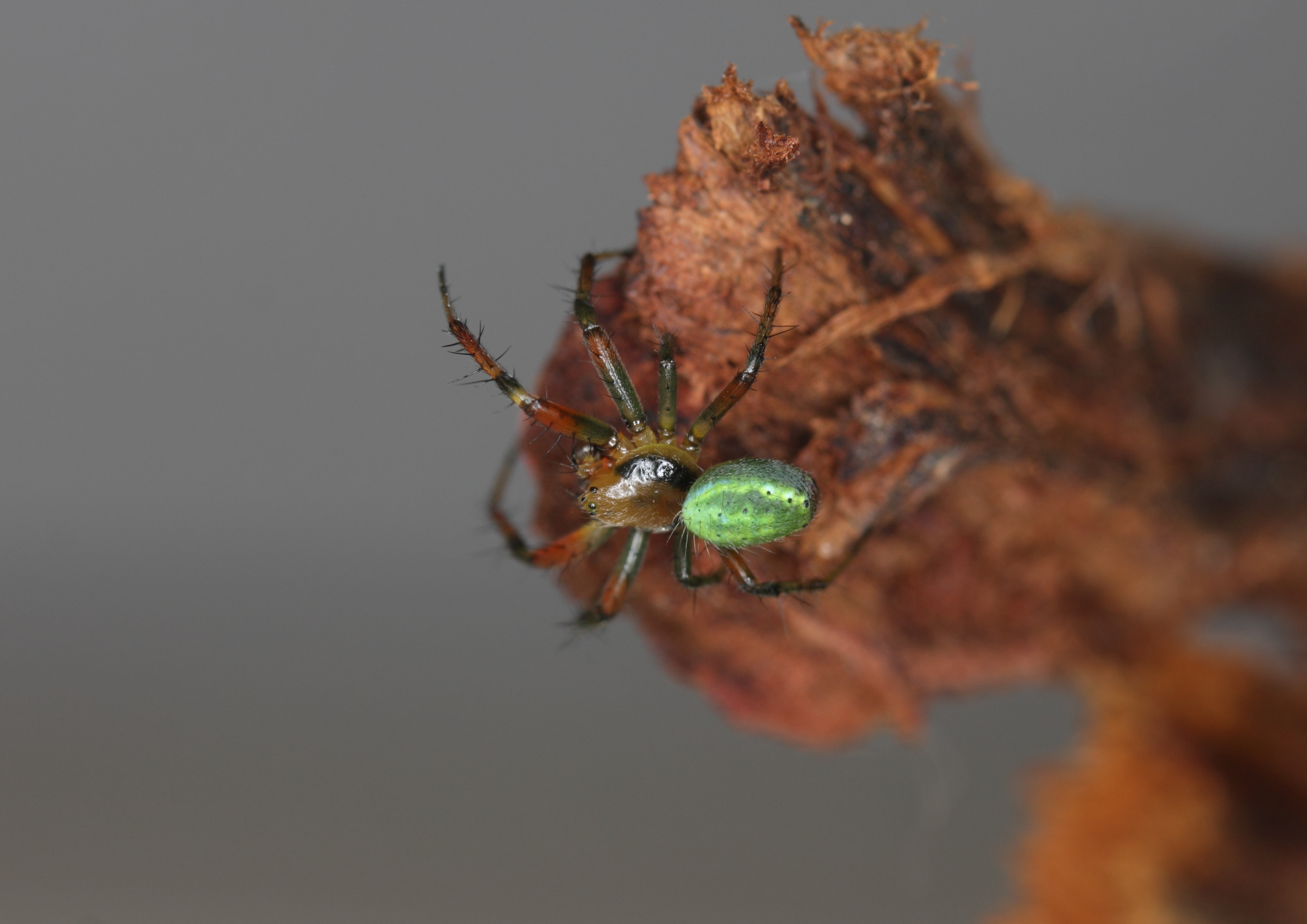 Araniella cucurbitina