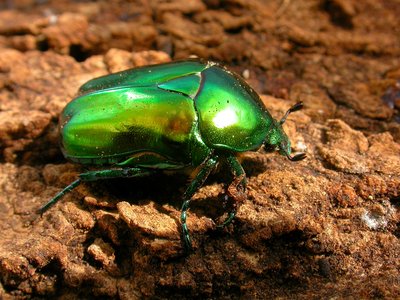 Grande cétoine verte