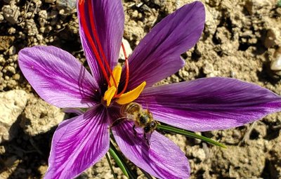 Safran (crocus sativus)