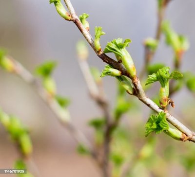 Balade-récolte et préparations de bourgeons_Vollore-Montagne