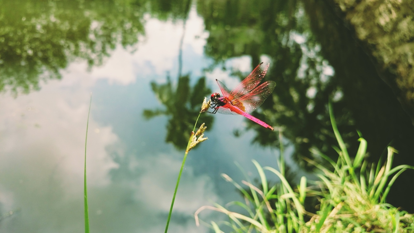 EVE_Balade nature et patrimoine : Insectes et compagnie_Monlet