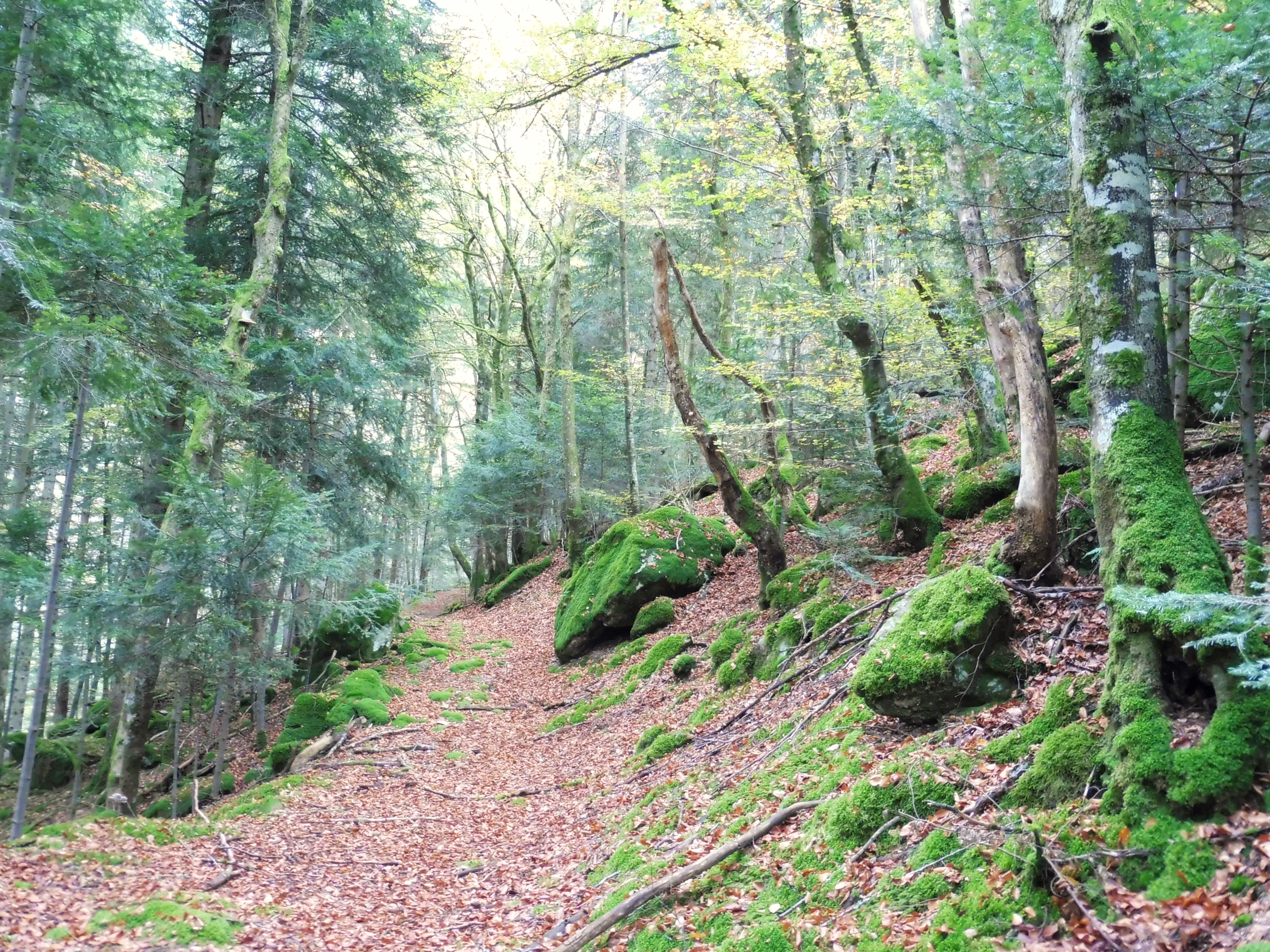 Paysages du Haut-Forez_Job