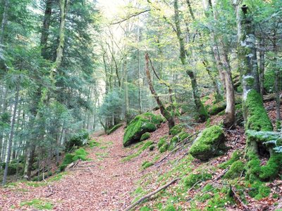 Paysages du Haut-Forez_Job