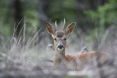 Traces et indices : enquête en forêt_Sallèdes