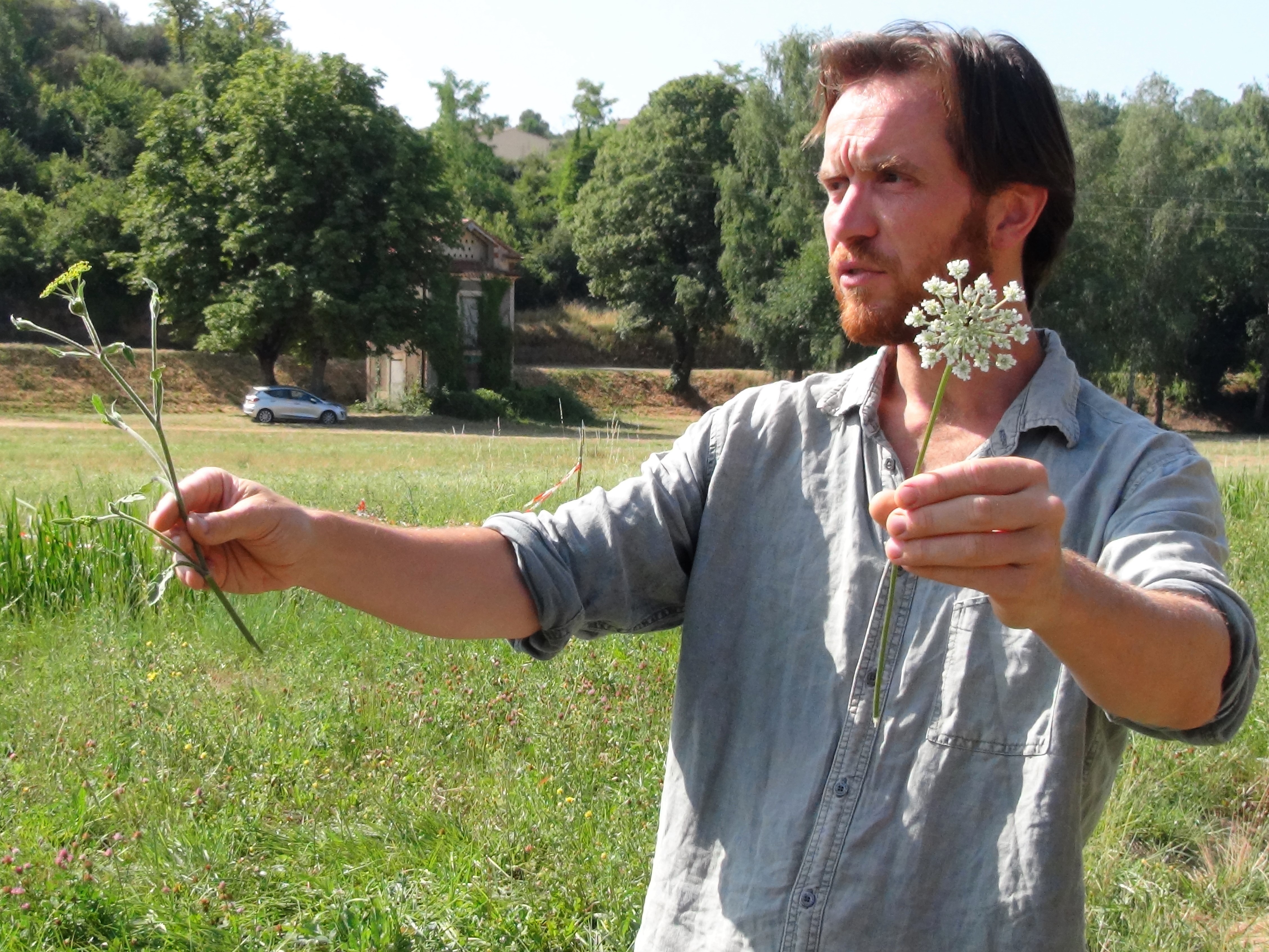 Découverte et dégustation des plantes sauvages estivales_Ambert