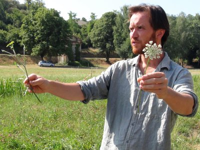 Découverte et dégustation des plantes sauvages estivales_Ambert
