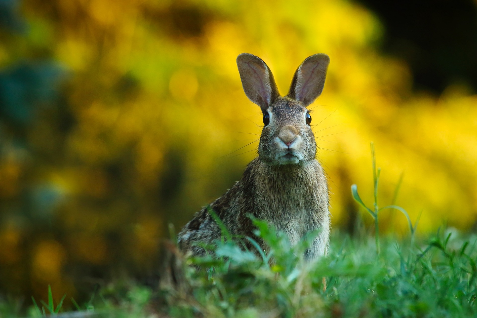 Mystères et croyances sur les animaux de la forêt_Sallèdes