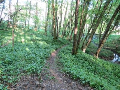 La forêt de la Comté : comprendre le vivant_Sallèdes