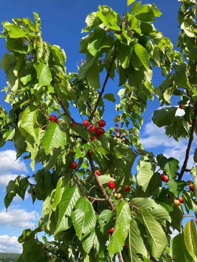 Le jardin de Pépé_Lezoux