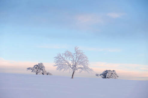 Photo nature hivernale