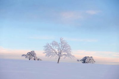 Photo nature hivernale