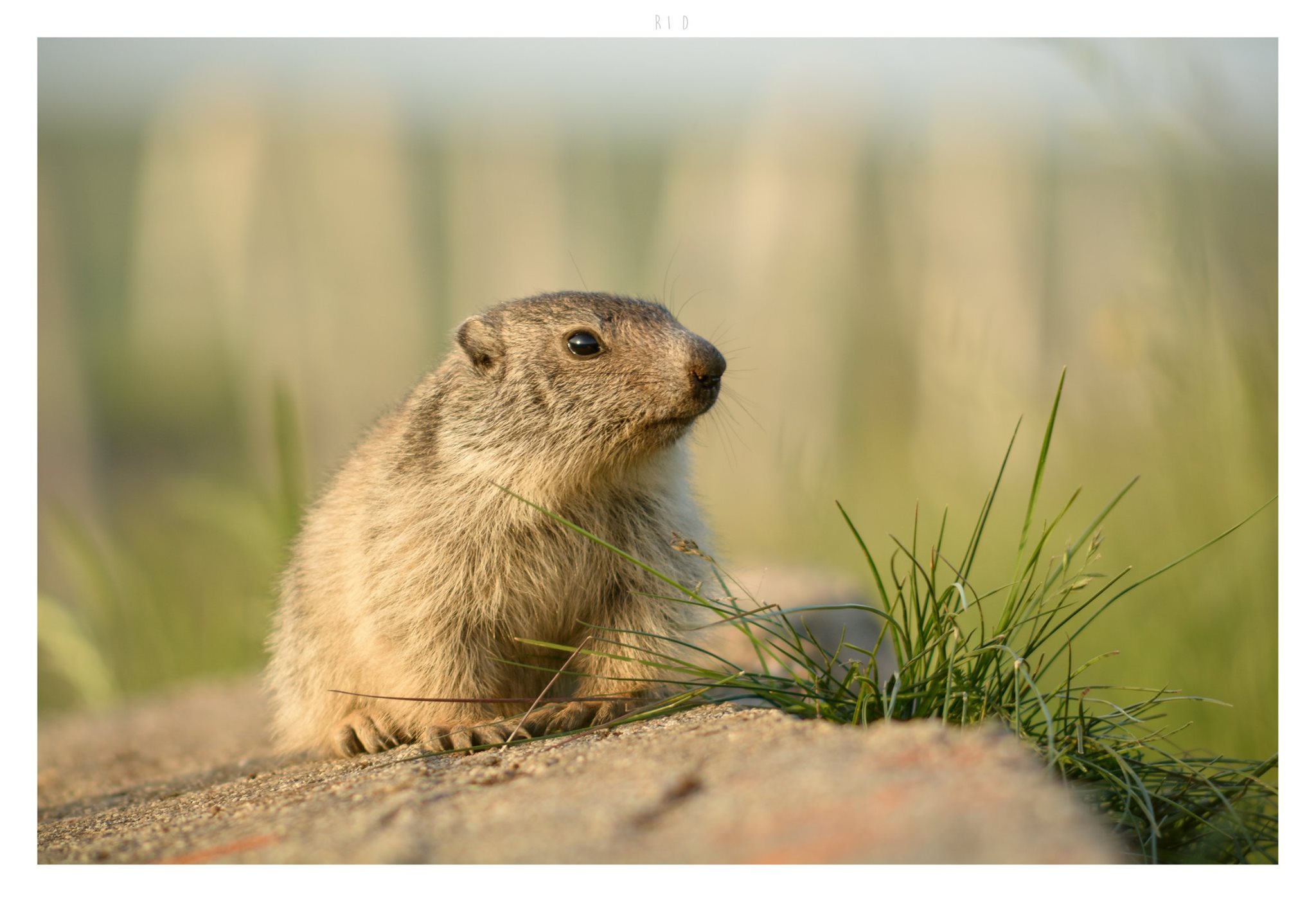 Marmotte