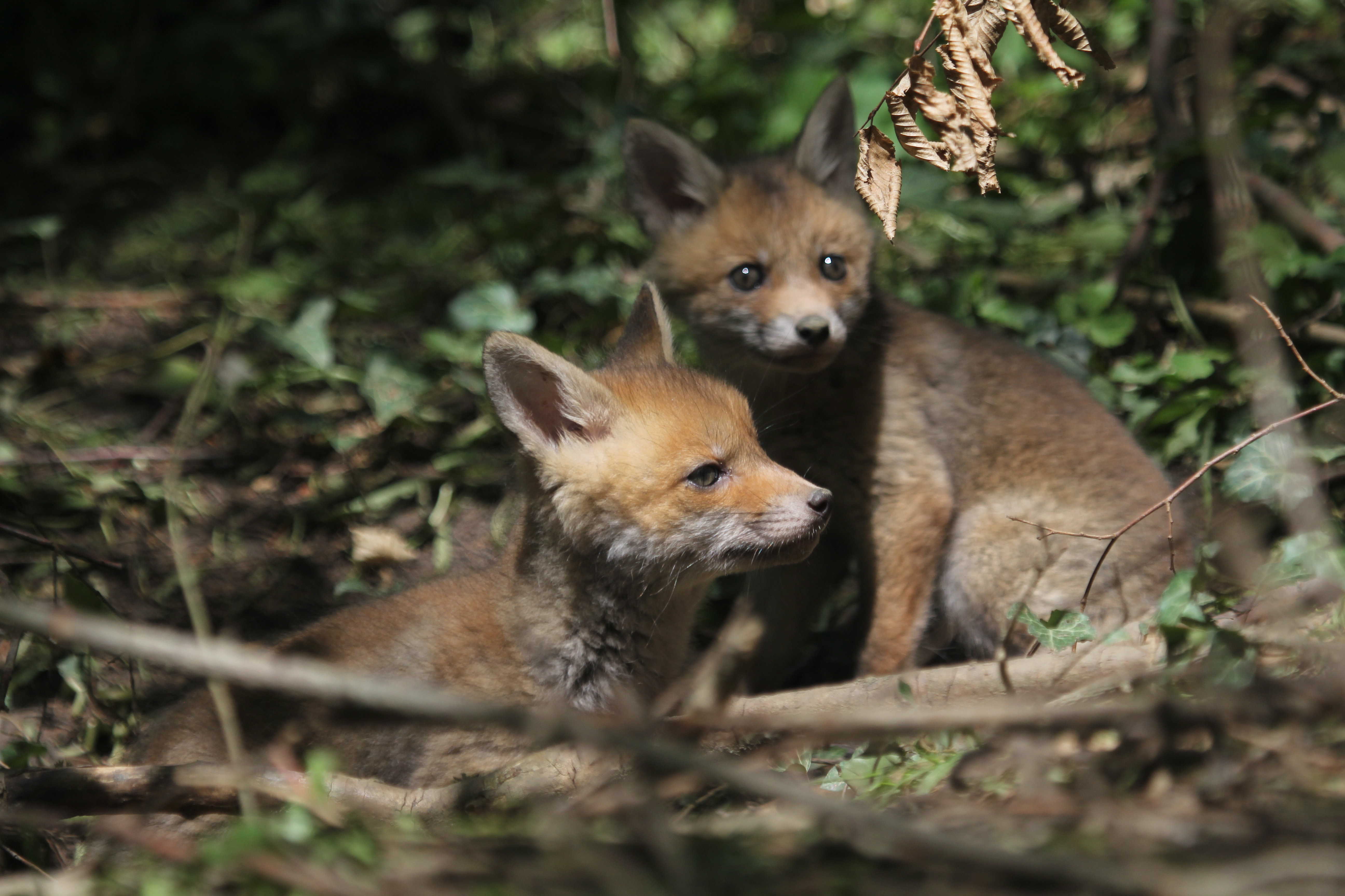Mystères et croyances autour des animaux de la forêt_Sallèdes