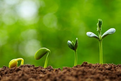 Balade découverte et utilisation des plantes sauvages médicinales_Aubusson-d'Auvergne