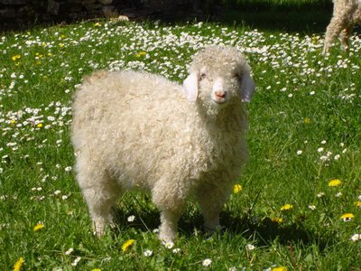 Chèvre angora dans l'herbe