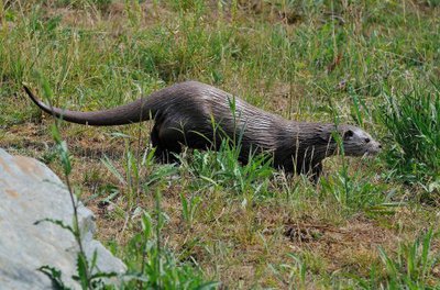 Loutre