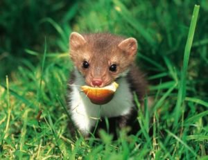 Fouine mangeant une pomme 