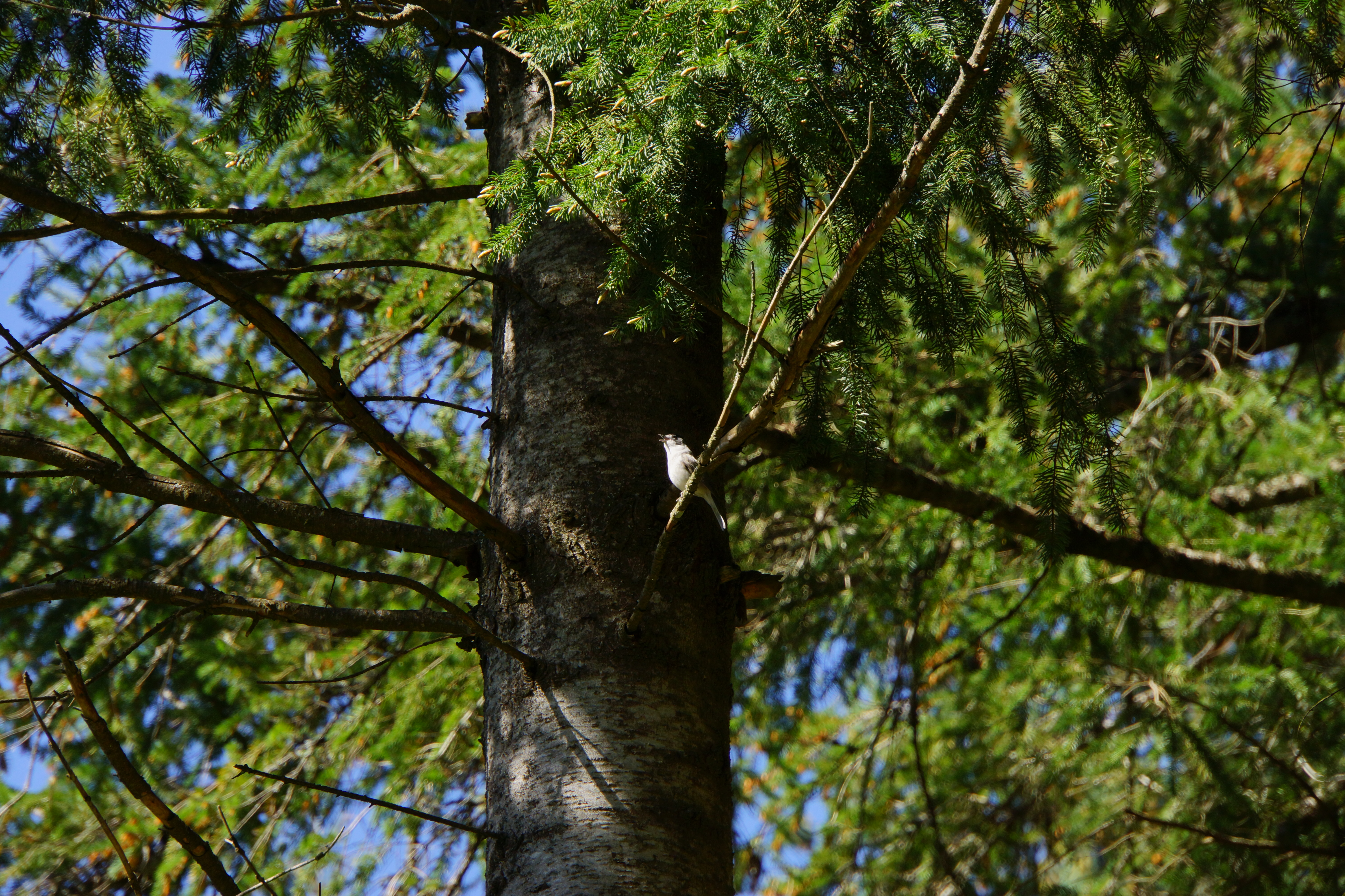 Oiseau dans un arbre