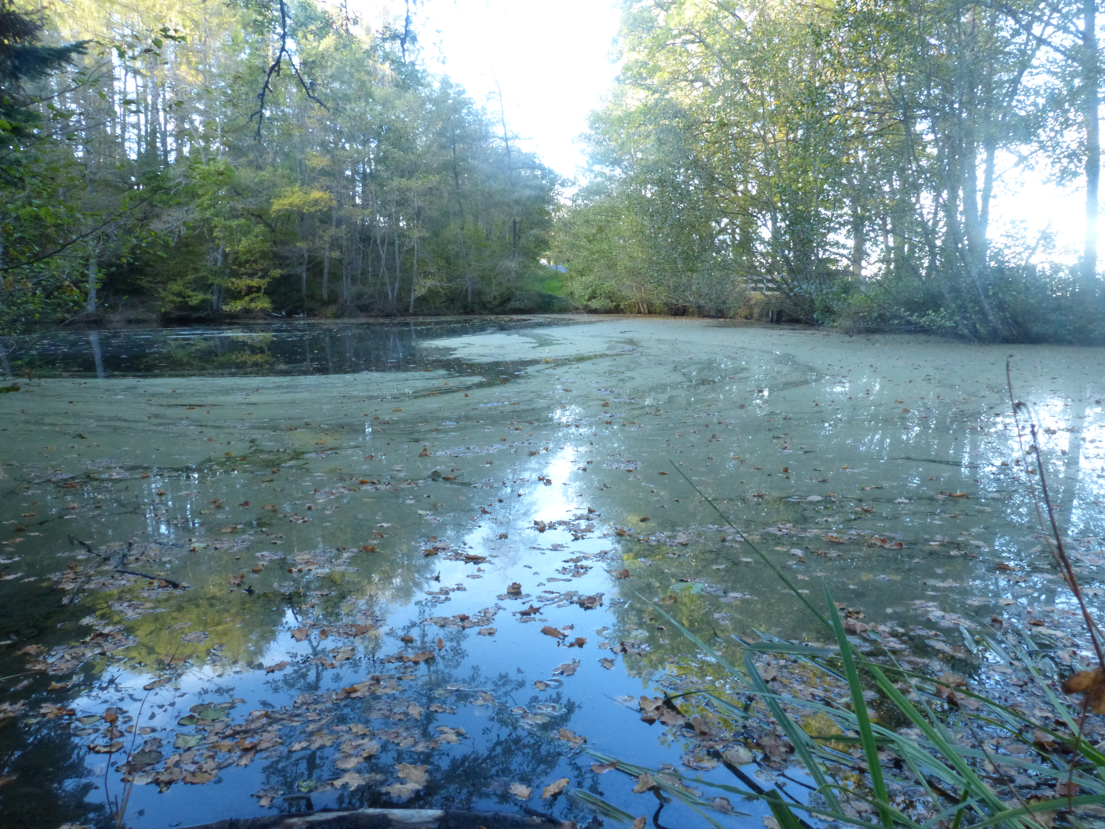 Etang à proximité du château de Mons