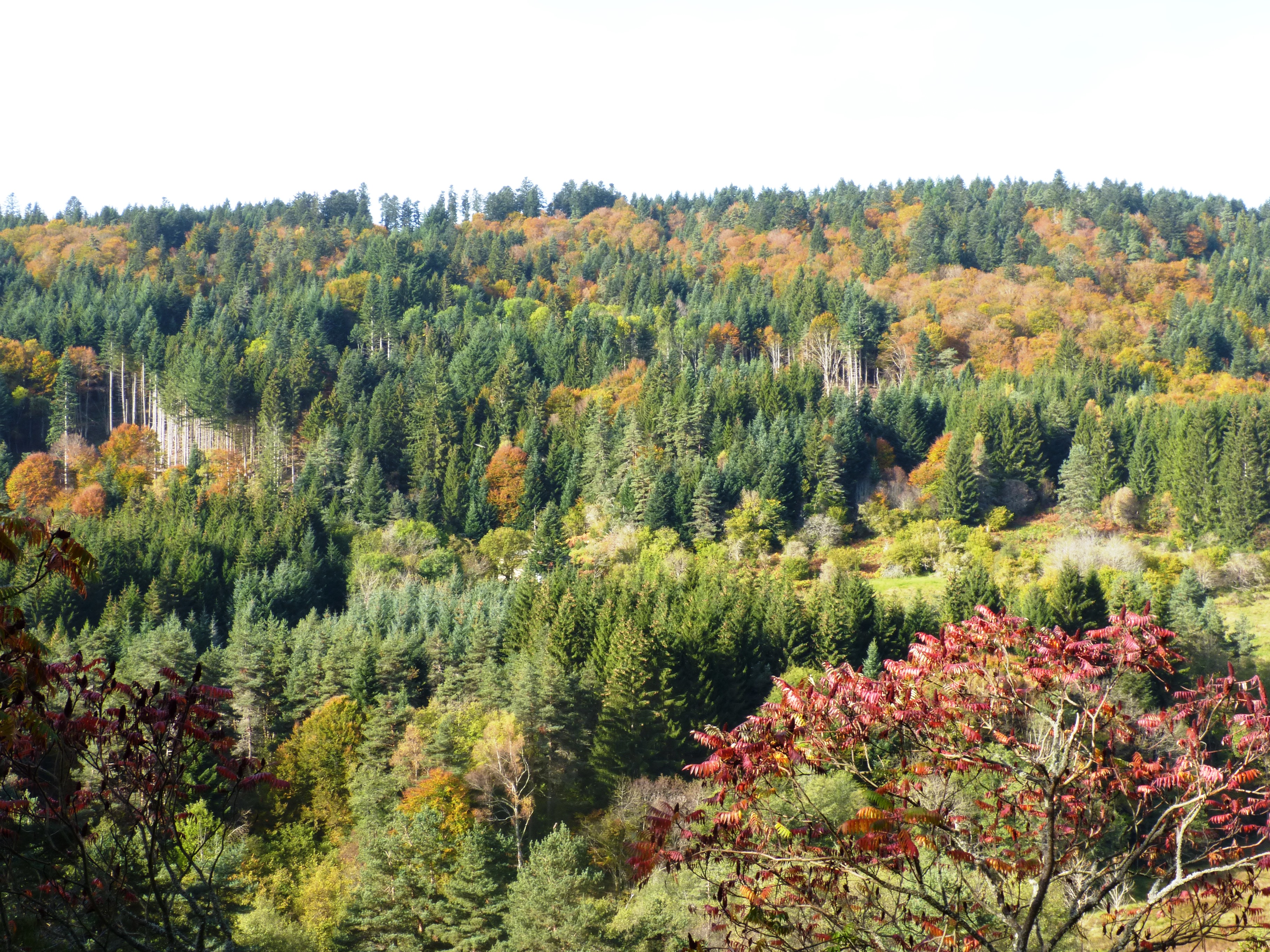 Point de vue sur les bois