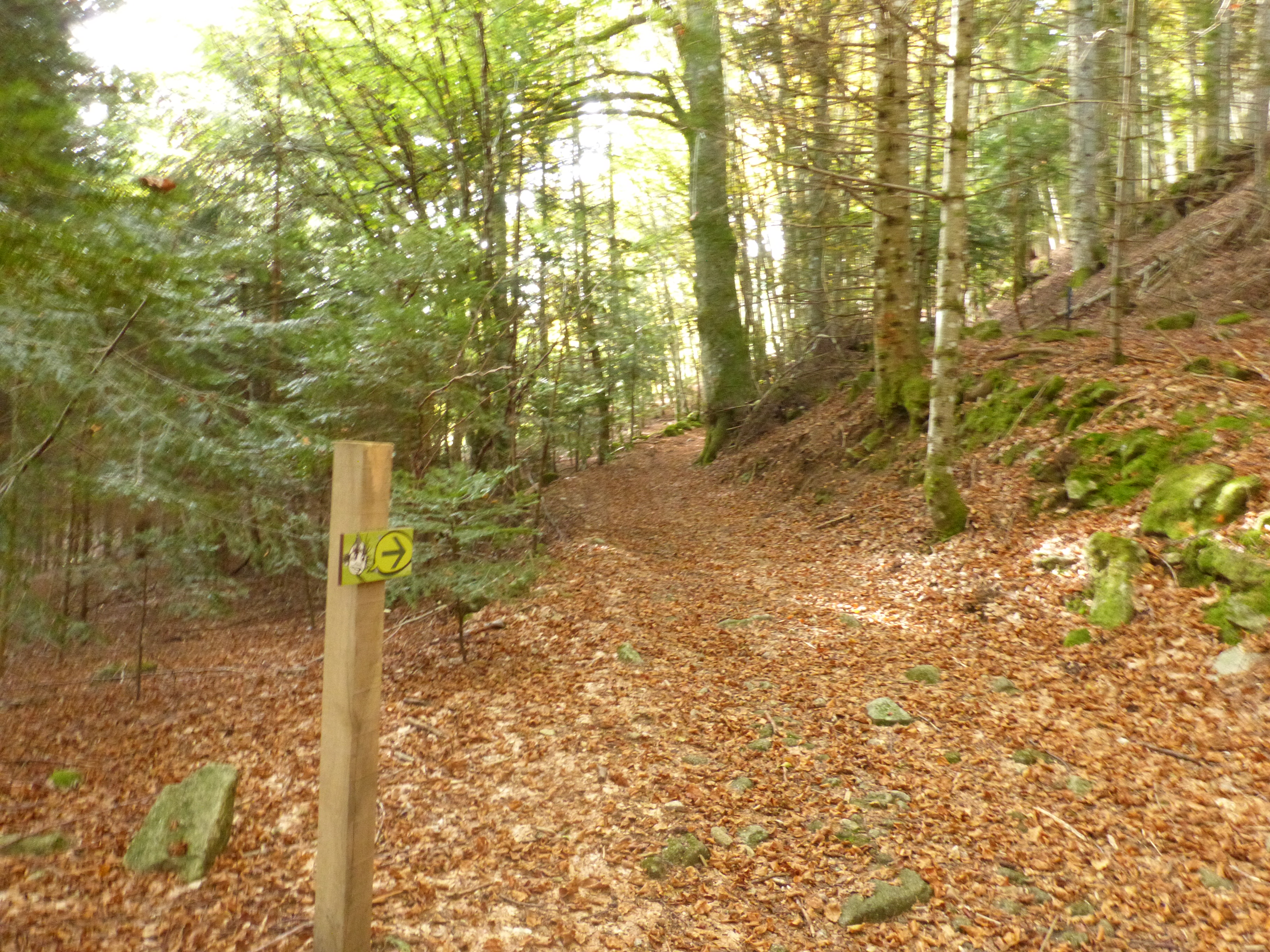 Sentier en sous-bois
