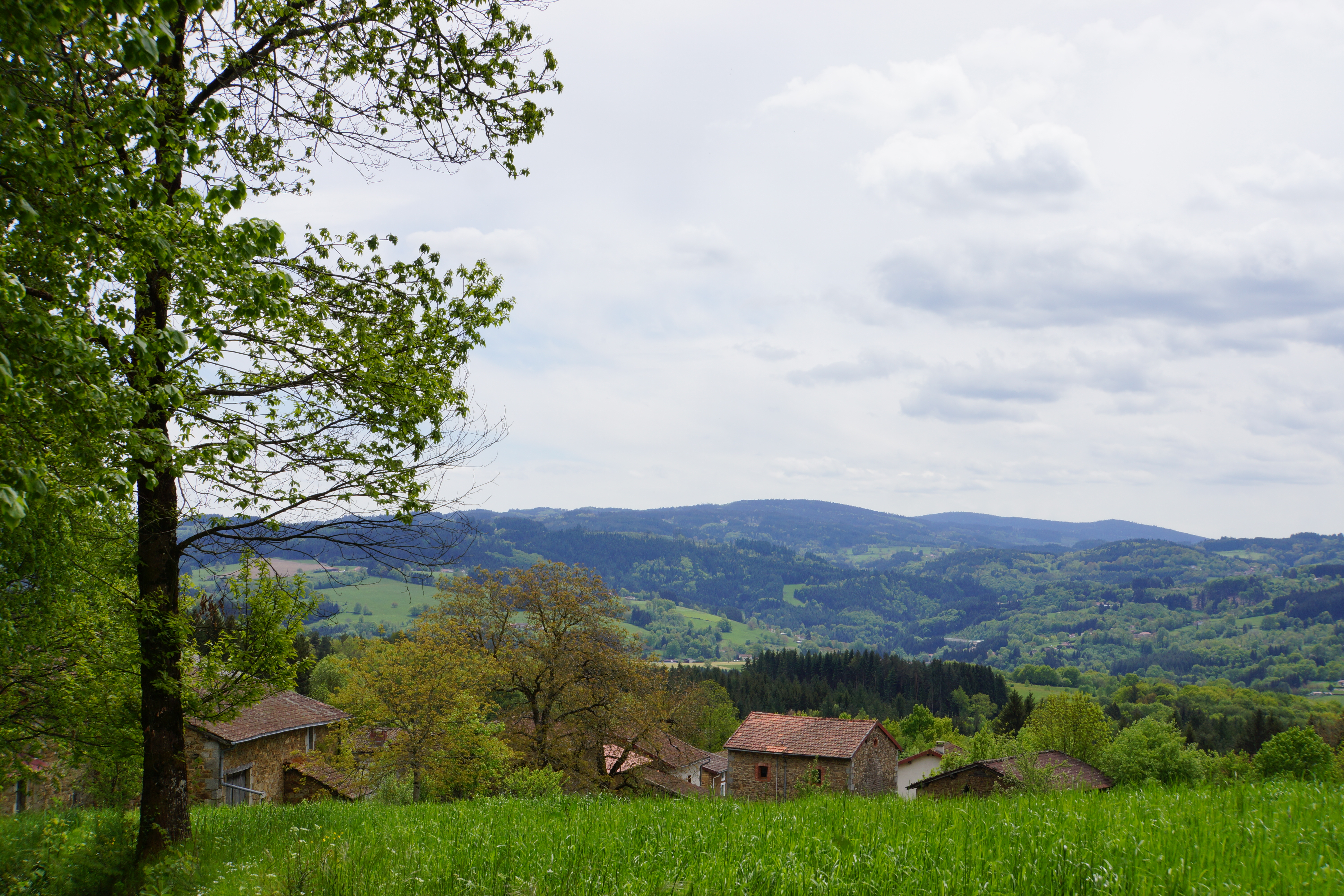 Foret communal du Rucheix