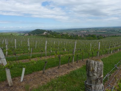 Vignes vers le puy de Pileyre