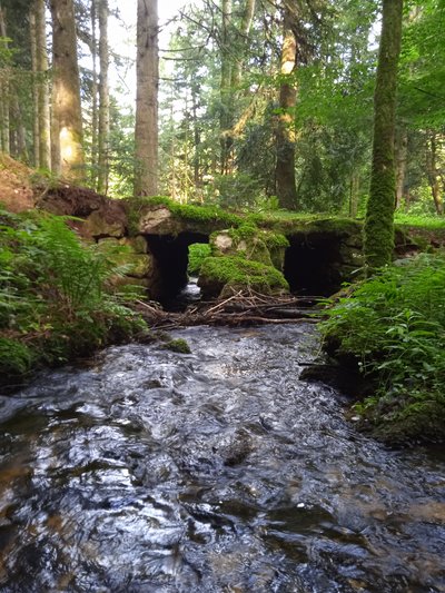 Pont dans les bois