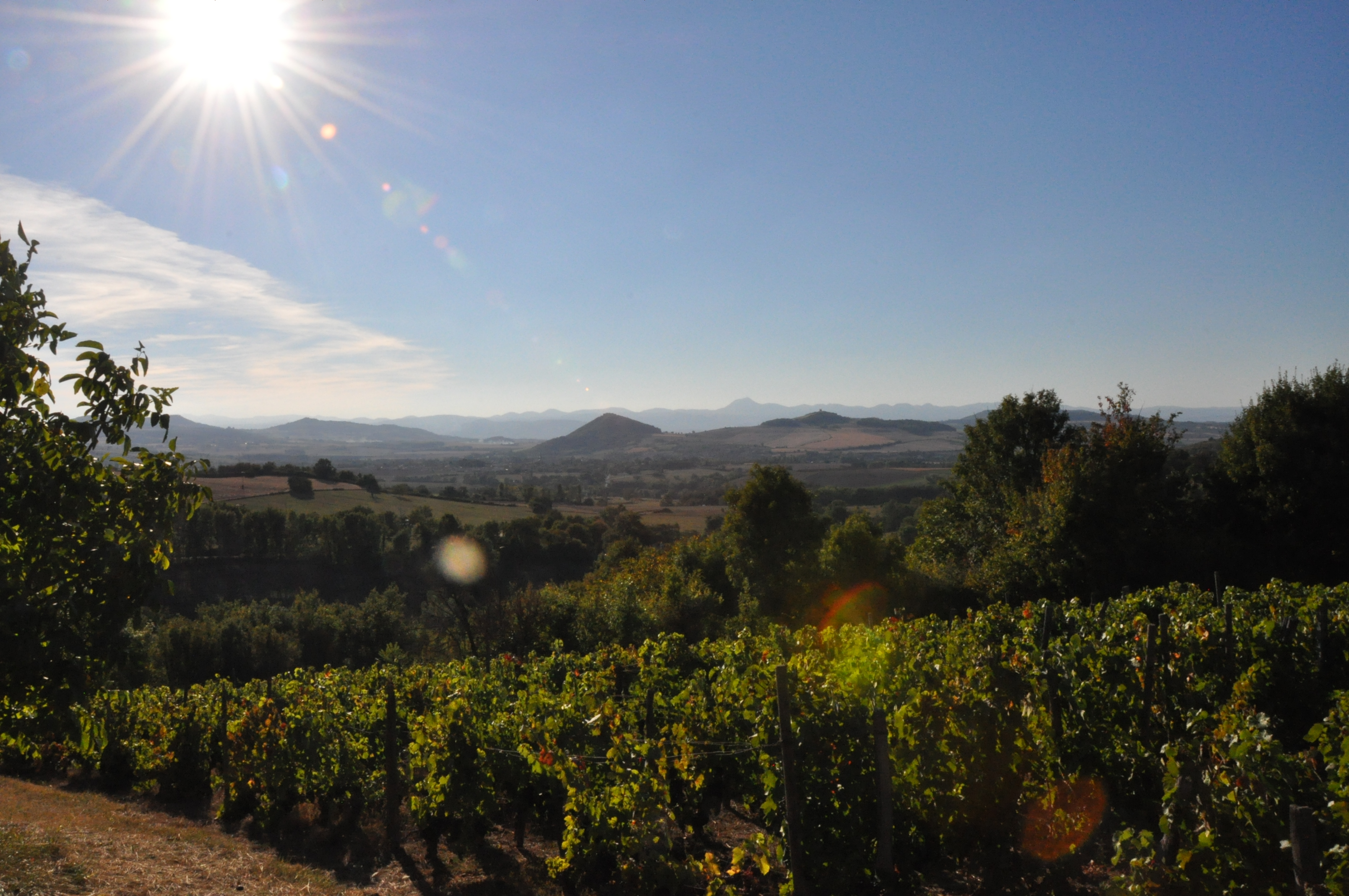 Vignes vers Egliseneuve-Près-Billom