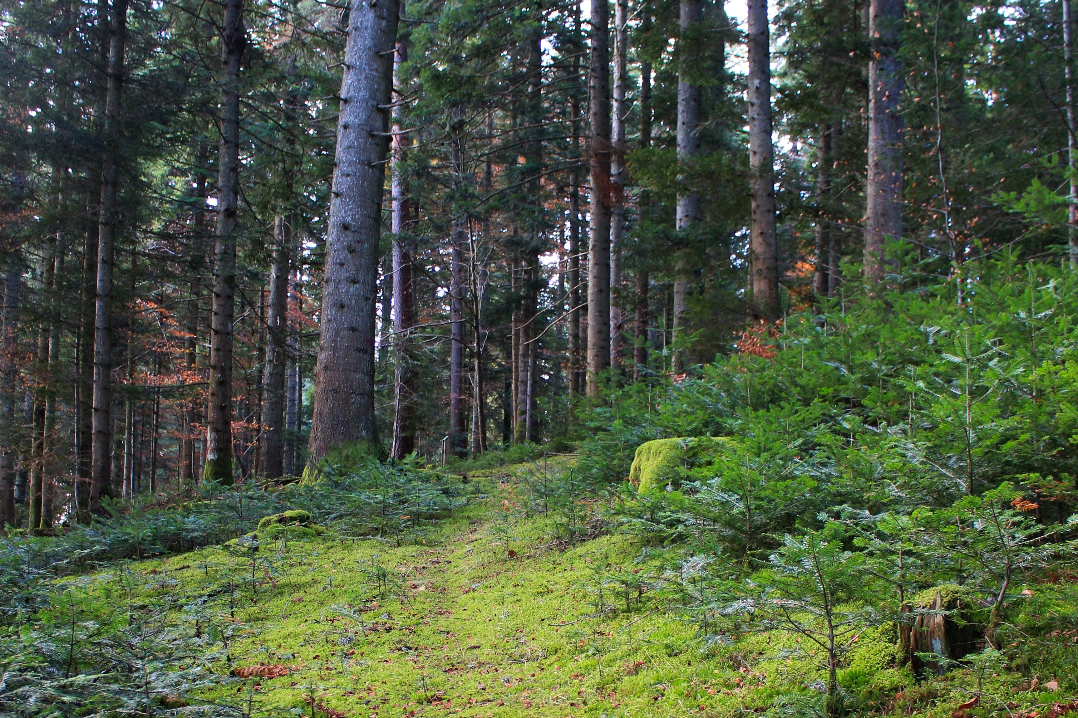 Dans la forêt de Gaspard