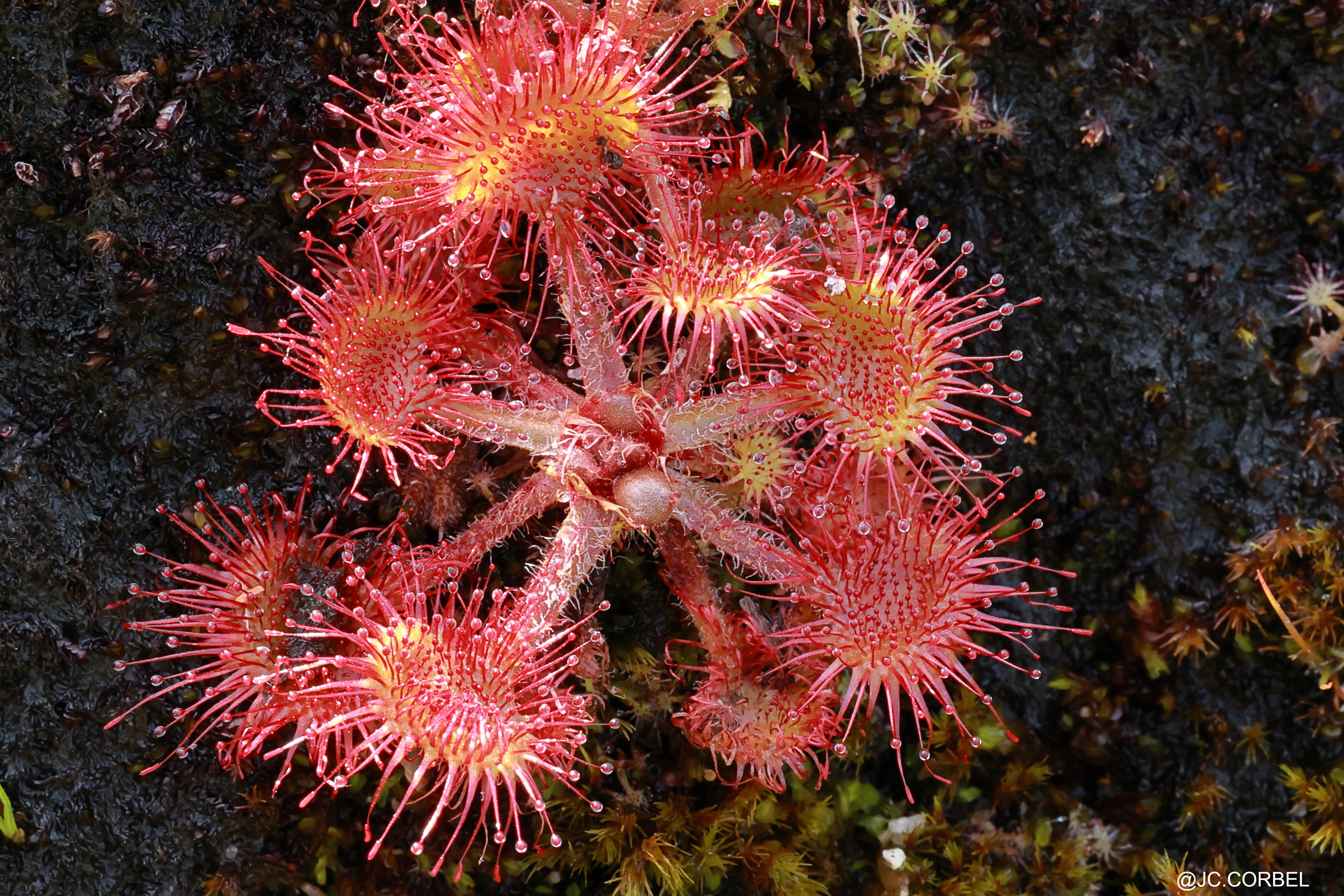 Drosera