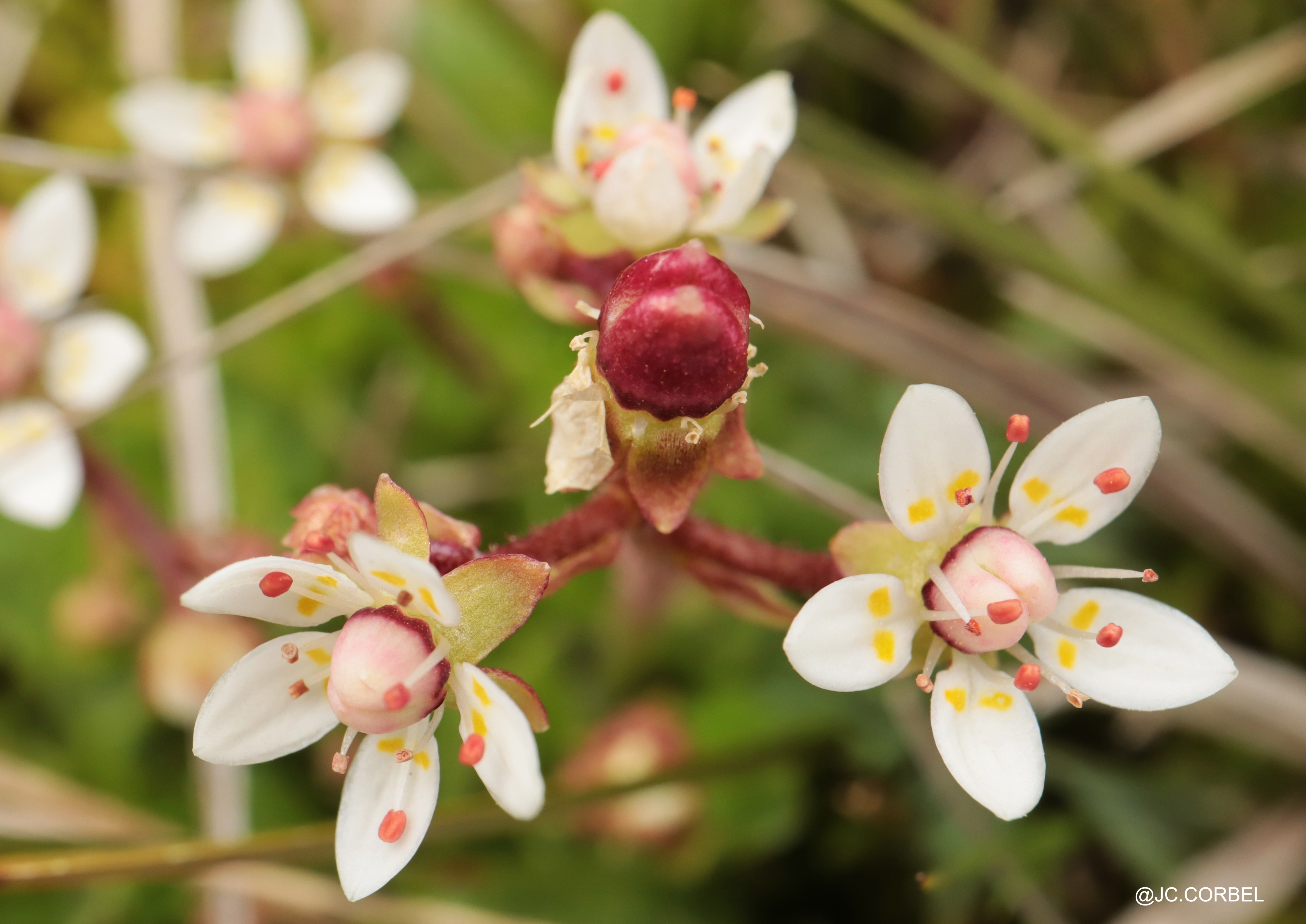 Saxifrage étoilée