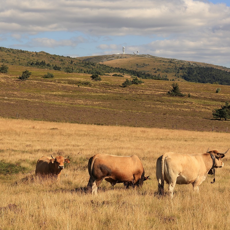 Peyre Mayou et Pierre sur Haute