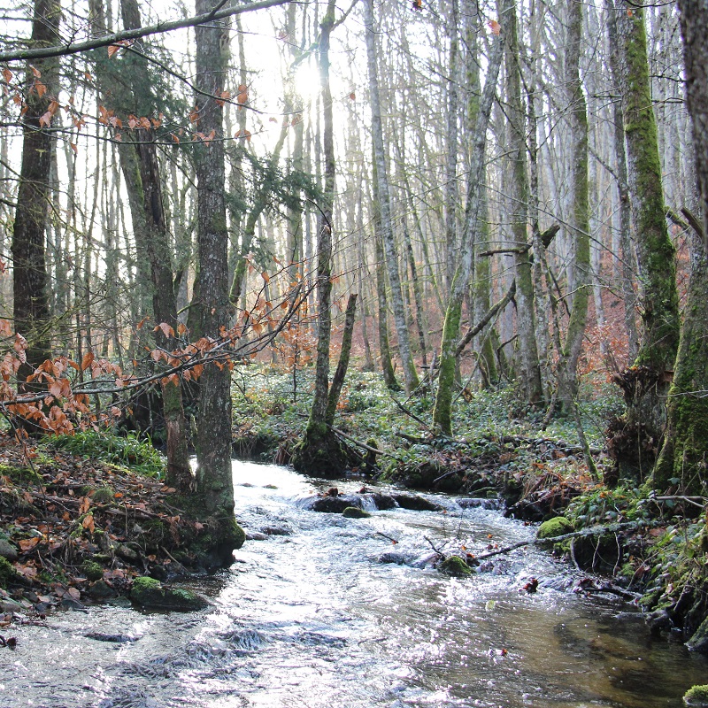 Le ruisseau de Gérize