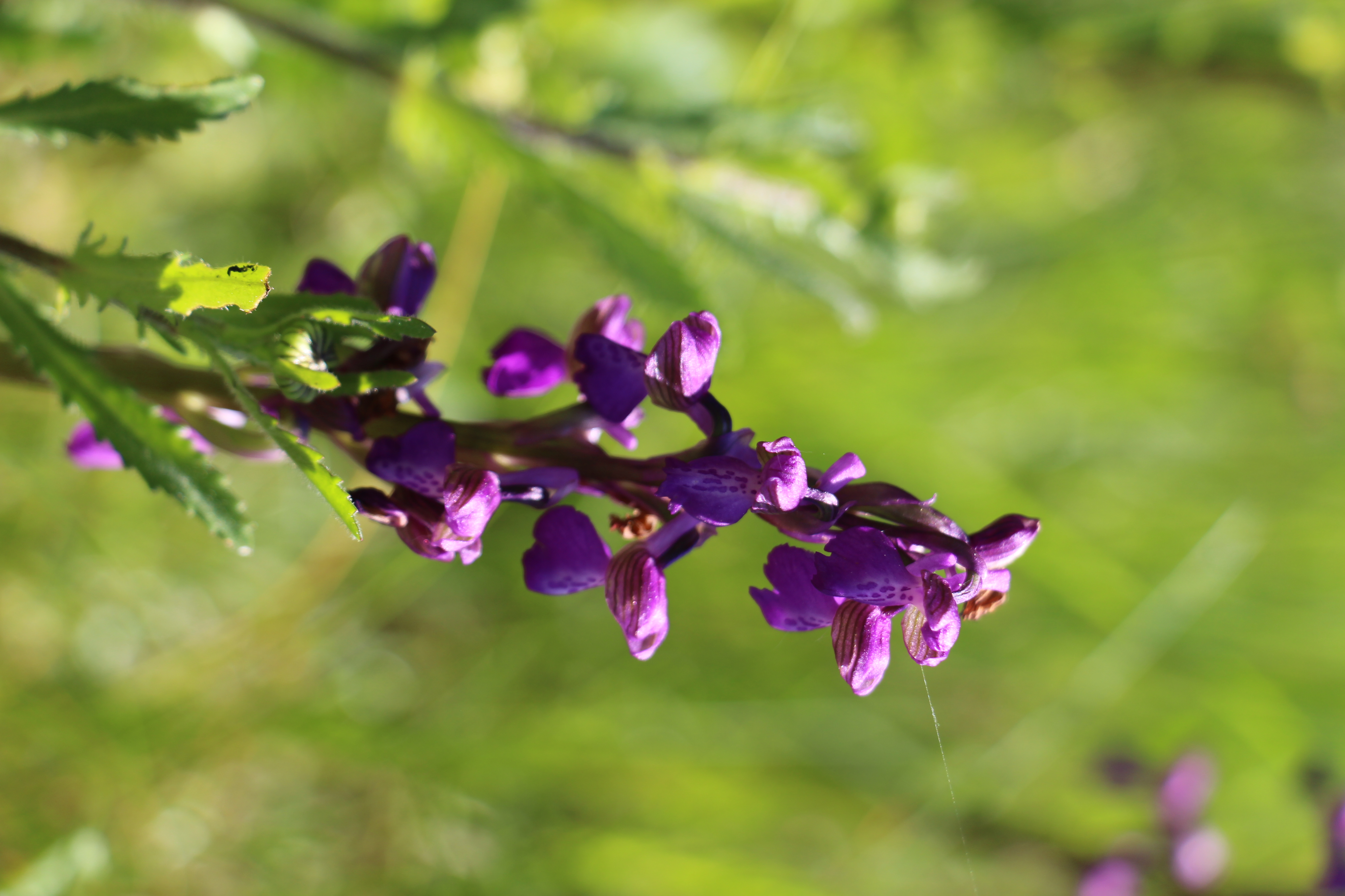 Orchidée sauvage