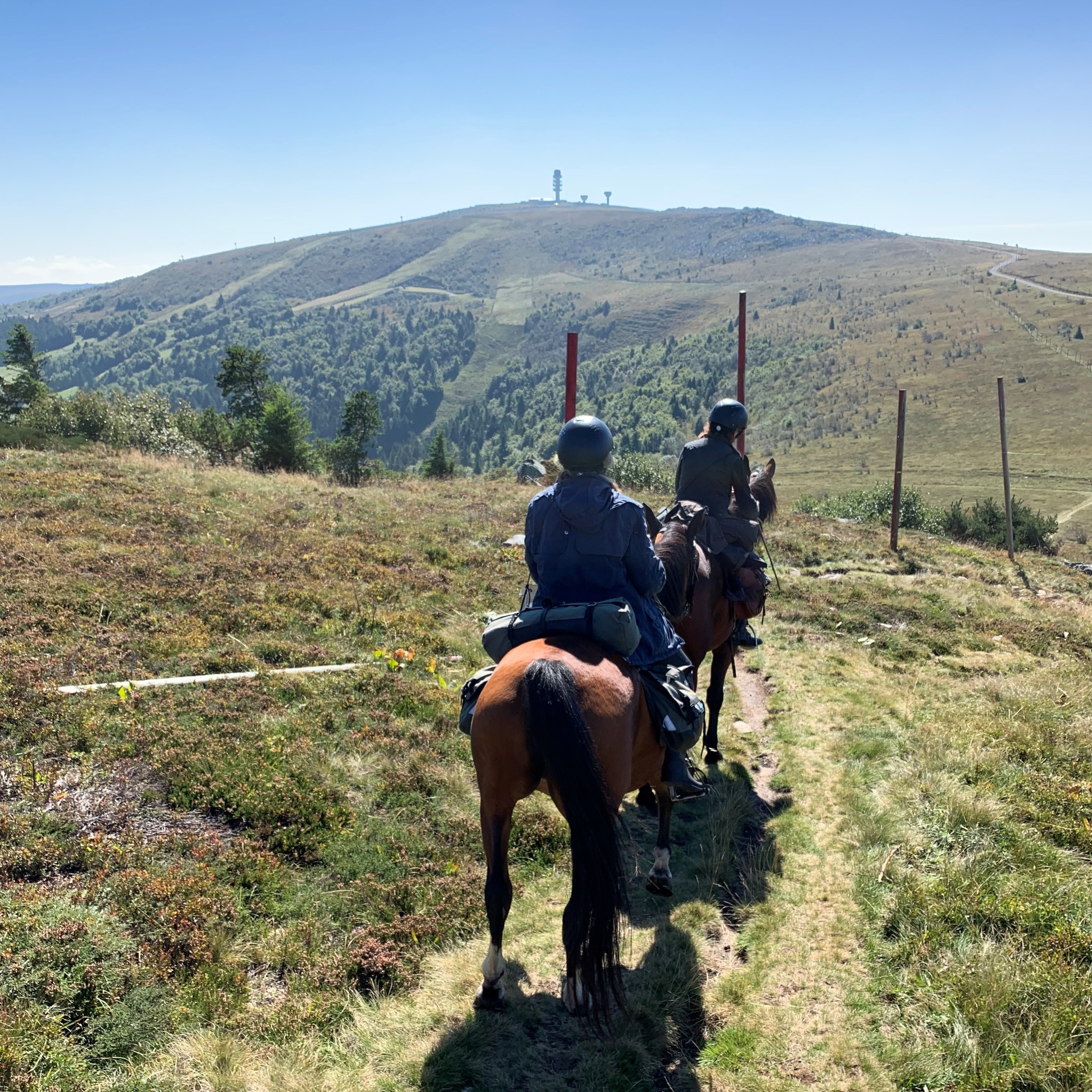 Les Hautes-Chaumes et Pierre sur Haute