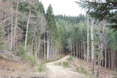 Chemin a proximité de Chambon sur Dolore